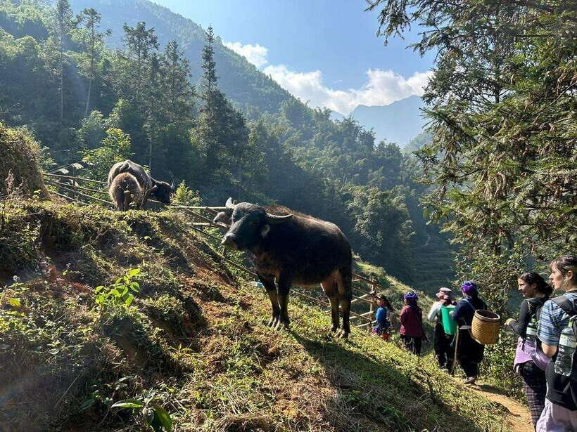 1 Day Sapa Trek&Home-cooked Lunch HmongSisterHouse&Trekking - Quick practical tips so your day runs smoothly