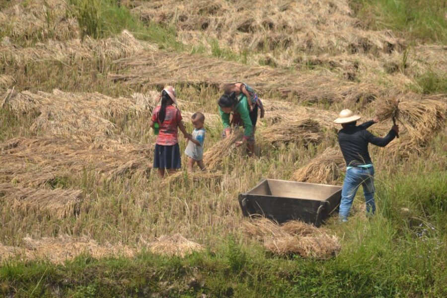 2 Day-2 Night Sapa Trekking: Overnight Train &Limousine Bus - Limousine bus back to Hanoi: comfortable seats, fixed schedule