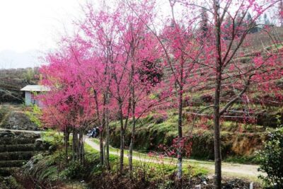 2 Days Sapa Trekking In Cat Cat And Ta Van Village From Hanoi - Day 2 Y Linh Ho through the Muong Hoa valley rice views