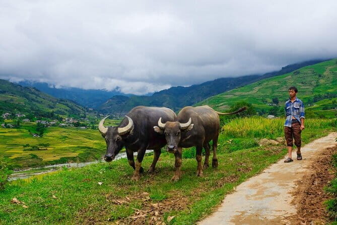 A day Trek to Rice Field in LaoChai-Tavan village-MuongHoa valley - A 6-Hour Muong Hoa Valley Day Trek: What You’re Getting