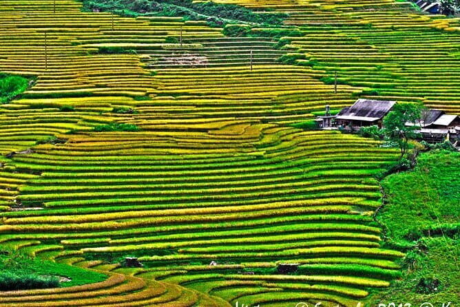 A day Trek to Rice Field in LaoChai-Tavan village-MuongHoa valley - Price and Value at $34 per Person