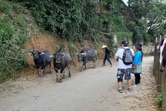 Authentic Sapa Trek 2 Days 1 Night – Local Experience with Mango - Why This Sapa Trek Feels Local, Not Staged