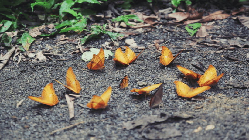 Cuc Phuong National Park Hiking Tour - Price and value: what you’re paying $48 for