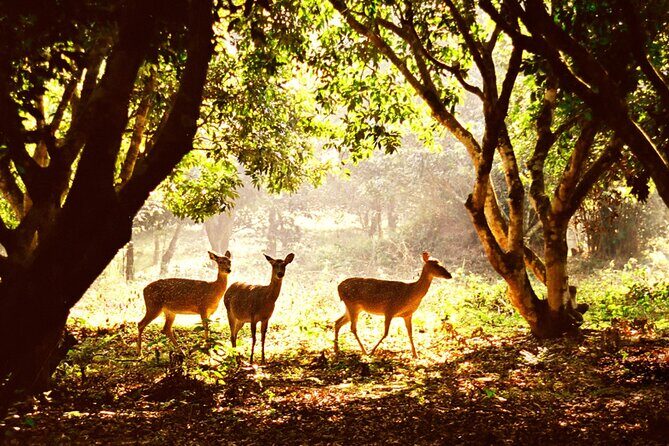 CUC Phuong National Park One Day Small Group - Key Highlights You’ll Actually Care About