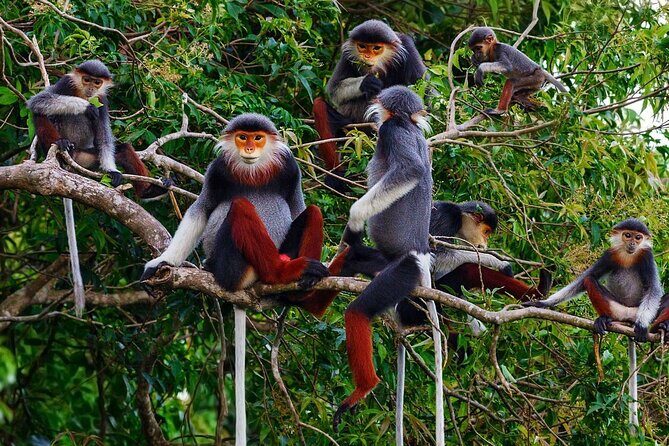 CUC Phuong National Park One Day Small Group - Monkey Conservation Centre: How to Get More Out of the Visit