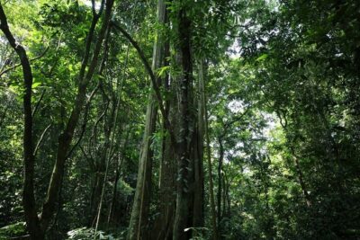 Cuc Phuong National Park Private Day Tour: Trekking & Primates - Động Người Xưa: a limestone cave with prehistoric clues