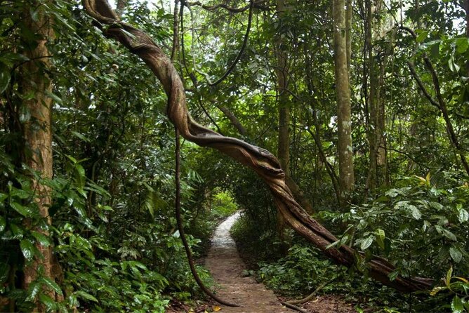 Cuc Phuong National Park Private Day Tour: Trekking & Primates - Price and value: $99 for a private day that covers the big-ticket pieces
