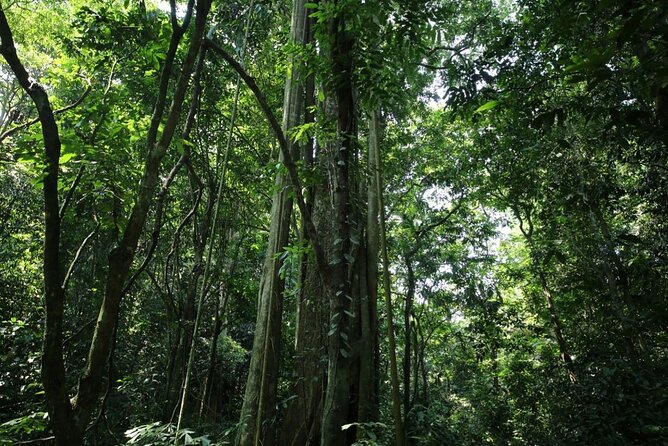 Cuc Phuong National Park Private Day Tour: Trekking & Primates - Động Người Xưa: a limestone cave with prehistoric clues