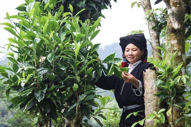 Da Bac Discovery trek and tour 2D1N - The homestay evening: talk with an elder and Dao lucky words on Dó paper