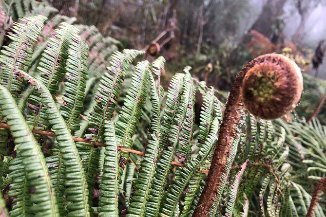 Exploring Fansipan: A 2-Day, 1-Night Trekking Adventure - Day 2 sunrise summit: the hard part, then the payoff