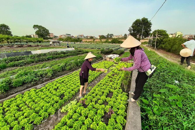 Farm tour & Home cooking class with local family in Hanoi - Eating time: lunch, dinner, coffee or tea, and no food anxiety