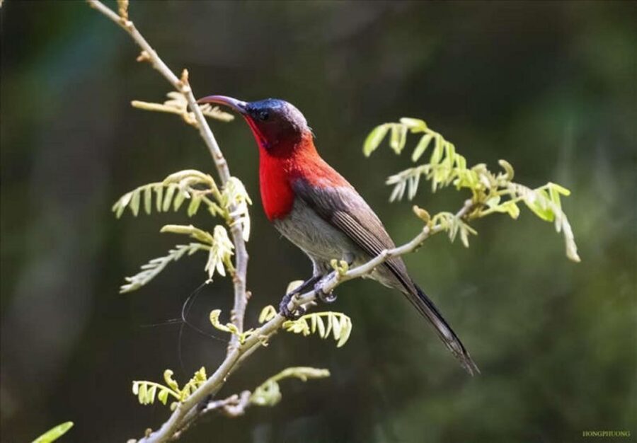 From Ha Noi Cuc Phuong National Park - Key Things I’d Focus On