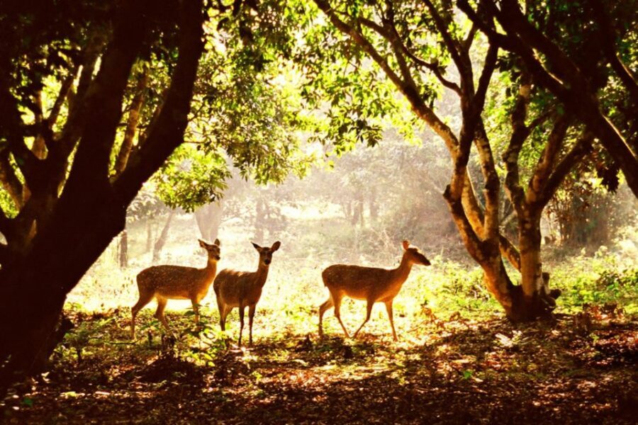 From Ha Noi Cuc Phuong National Park - Botanical garden break: a quieter change of pace