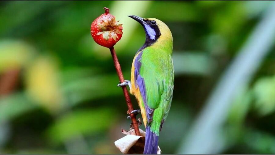 From Ha Noi Cuc Phuong National Park - Lunch at the park entrance or center: plan for the timing gap
