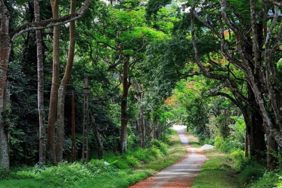From Ha Noi Cuc Phuong National Park - The 1000 Years Old Tree vs Ancient Tree: choosing the right effort