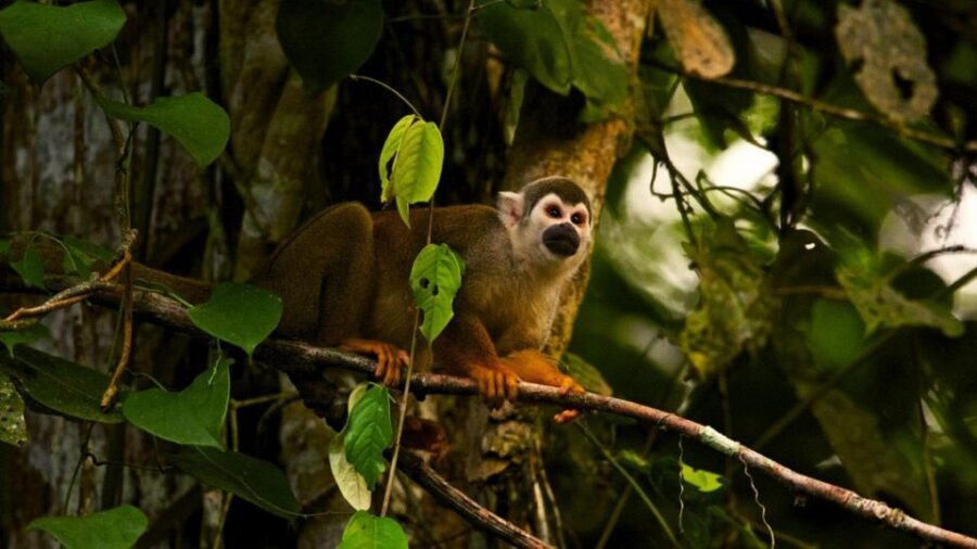 From Ha Noi Cuc Phuong National Park - The morning at the Endangered Primate Rescue Center
