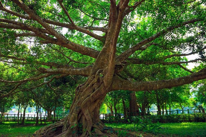 From Hanoi: Cuc Phuong National Park Day Trip by Private Car - Cuc Phuong in One Day: Why this park makes sense from Hanoi
