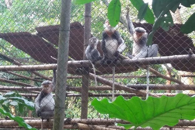 From Hanoi: Cuc Phuong National Park Day Trip by Private Car - Guides and the small stuff that changes the day