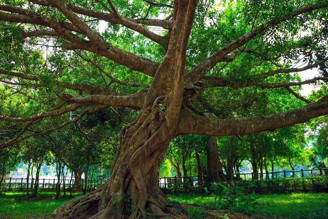 From Hanoi: Cuc Phuong National Park Day Trip by Private Car - Timing, season, and what to wear for a forest day