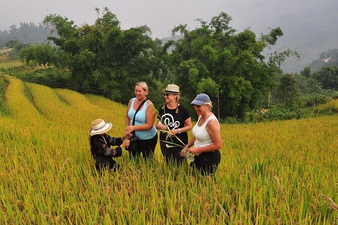 From Hanoi : Sapa Moutain Trek - Halong bay Heritage - Sapa mountain trekking: rice terraces, streams, and Black H’mong village time