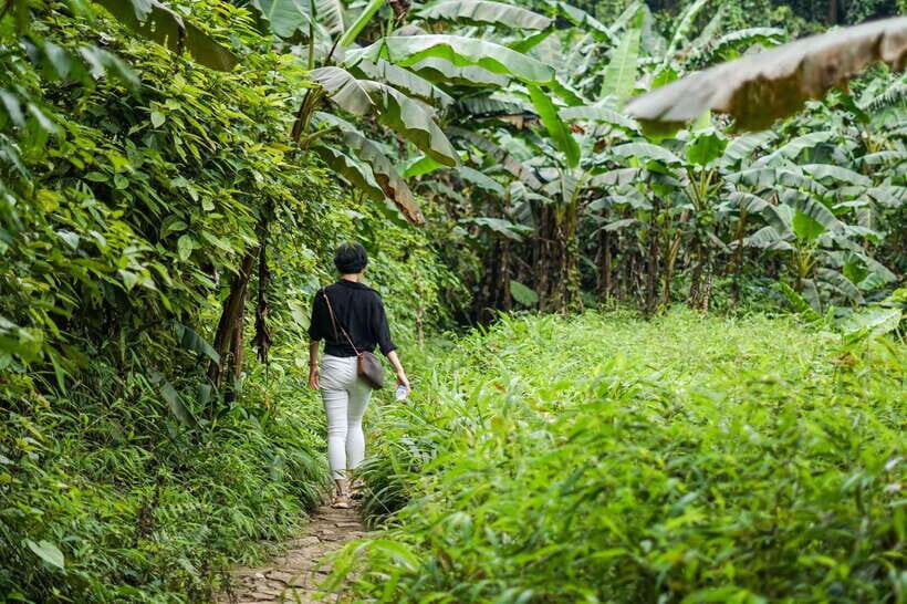 From Ninh Binh: Cuc Phuong National Park 1-Day Small Group - The Primary Forest Drive and the Main Trek Setup