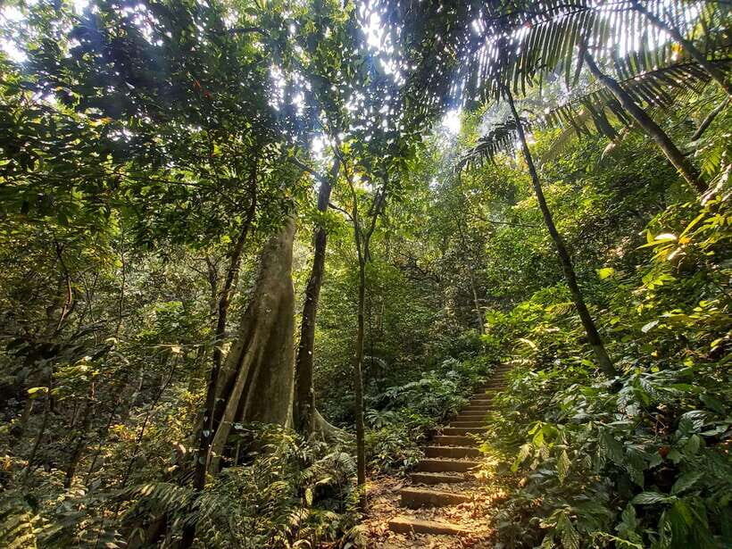 From Ninh Binh: Cuc Phuong National Park 1-Day Small Group - Two Hikes: 1,000 Years Old Tree vs Ancient Tree Paths