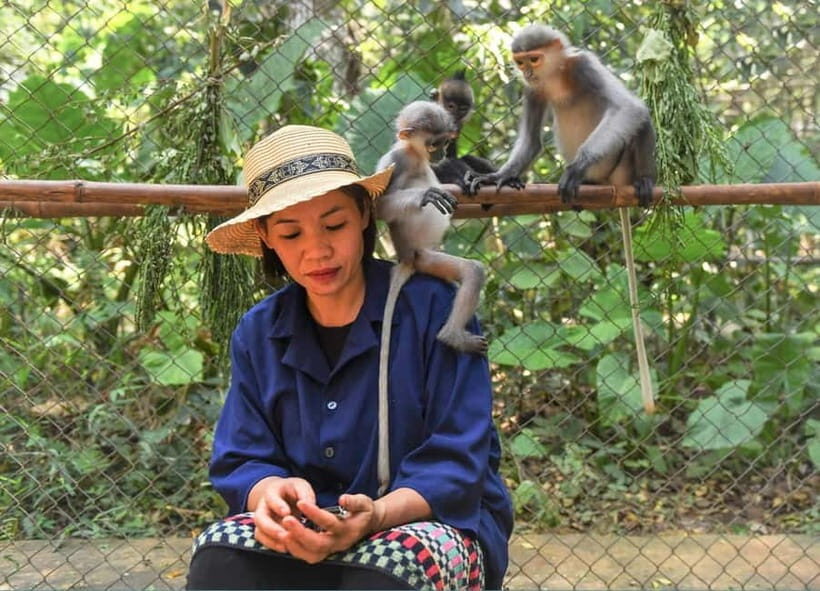 From Ninh Binh: Cuc Phuong - Van Long Small Group Tours - Option 1: Cuc Phuong’s Primate Rescue Center and the real reason it matters