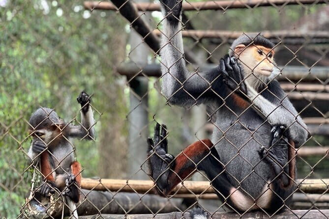 From Ninh Binh to Cuc Phuong National Park, Trekking and Jungle - Cuc Phuong’s mix of primate rescue and jungle trekking