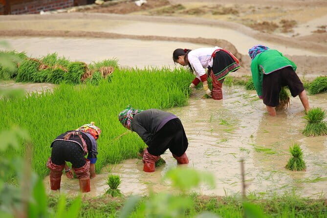 Full Day Cultural Tour in Sapa Terraces - Rice terraces, rivers, and villages: what your day feels like