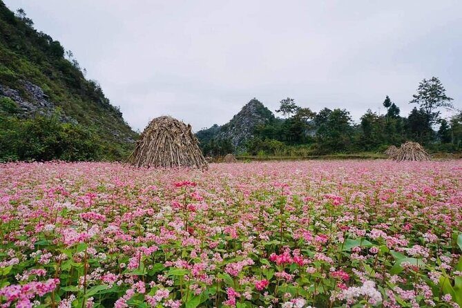 Ha Giang Loop 3D/2N Private Tour with Easy Rider - Day 1: Heaven’s Gate (Quan Ba) and Dong Van’s Hmong landmarks