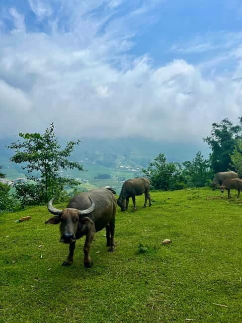 Ha Noi-Sapa Authentic Trek & Homestay wih hmong women (2D1N) - Day 2: bamboo forest paths, rice terraces, and Giang Ta Chai