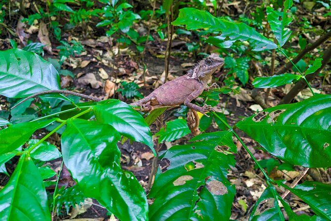 Half Day Trekking Cat Ba National Park - Cat Ba National Park Trek: 800 Meters In, Stone Steps Up
