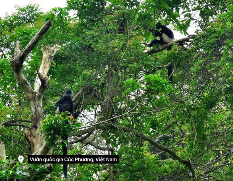 Hanoi: 2-Day Ninh Binh Excursion & Cuc Phuong Park Wildlife - Trang An Scenic Boat Ride: How a 2 to 2.5 Hour Cave Tour Becomes the Main Event