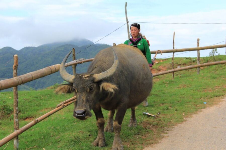 Hanoi: 3-Day Sapa Trek with Homestay - Getting to Sapa from Hanoi: pickup timing and the bus rhythm