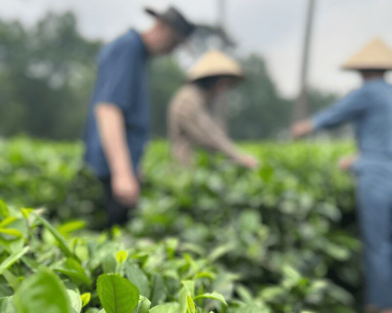 Hanoi Eco Tour: Ba Vi National Park Wonders & Tea Plantation - Key Things I’d Watch For