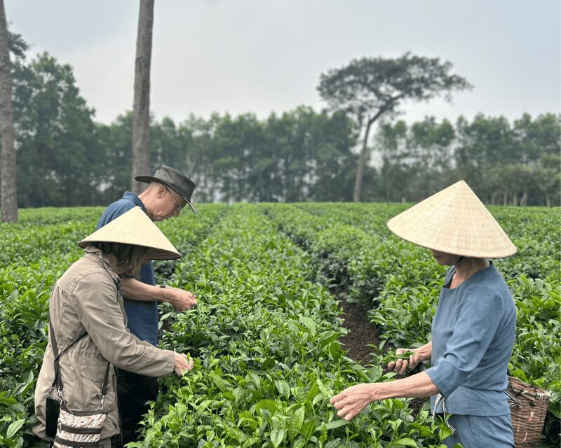 Hanoi Eco Tour: Ba Vi National Park Wonders & Tea Plantation - French Church Ruins: A Pine-Forest Story With Misty Atmosphere