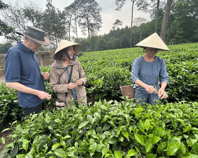 Hanoi Eco Tour: Ba Vi National Park Wonders & Tea Plantation - French Prison Remnants: When History Meets Nature