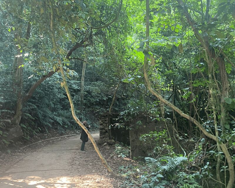 Hanoi Eco Tour: Ba Vi National Park Wonders & Tea Plantation - Getting There and What the Morning Feels Like