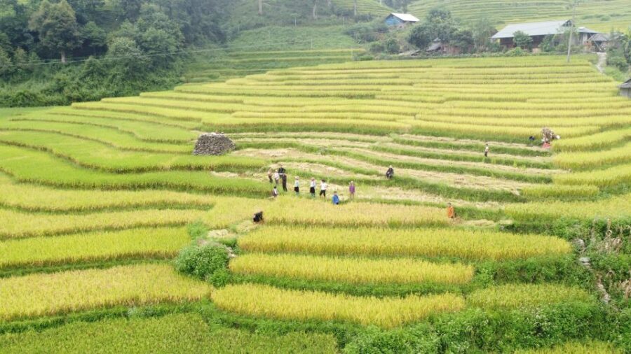 Hanoi to Sapa: Terraced Fields, Culture & Cuisine – 3 Days - Who This Tour Suits Best (And Who Should Skip It)