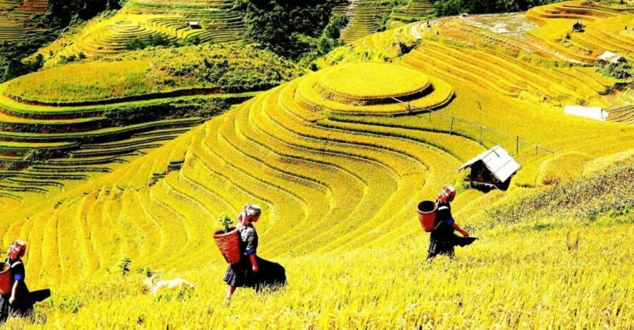 Journey Through Sapa Terraces & Traditions - The hanging bridge over Muong Hoa: where the scenery snaps into focus