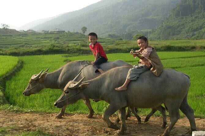 Luxury Mai Chau Day Tour from Hanoi - Lunch: Local Cuisine Included, Plus Options for Dietary Needs