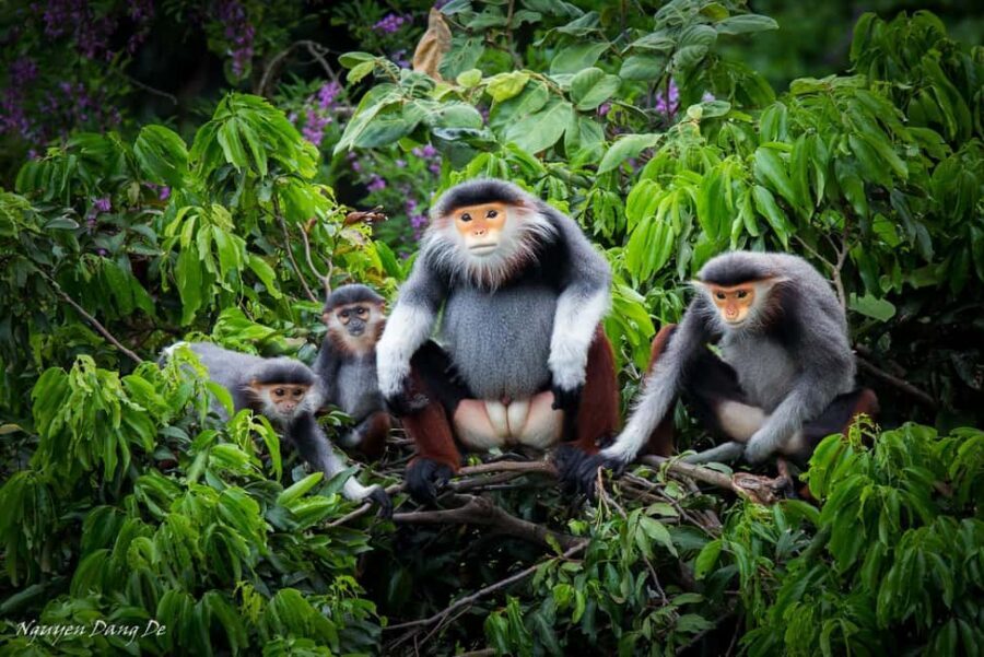 Ninh Binh: Cuc Phuong Jungle Trek, Wildlife & Ancient Caves - Key points before you go