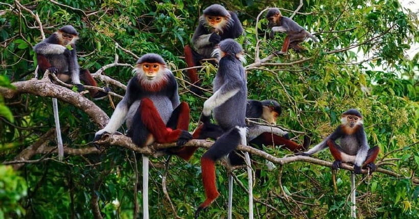 Ninh Binh : Cuc Phuong National Park One Day Group Tour - Endangered Primate Rescue Center: Why This Stop Matters