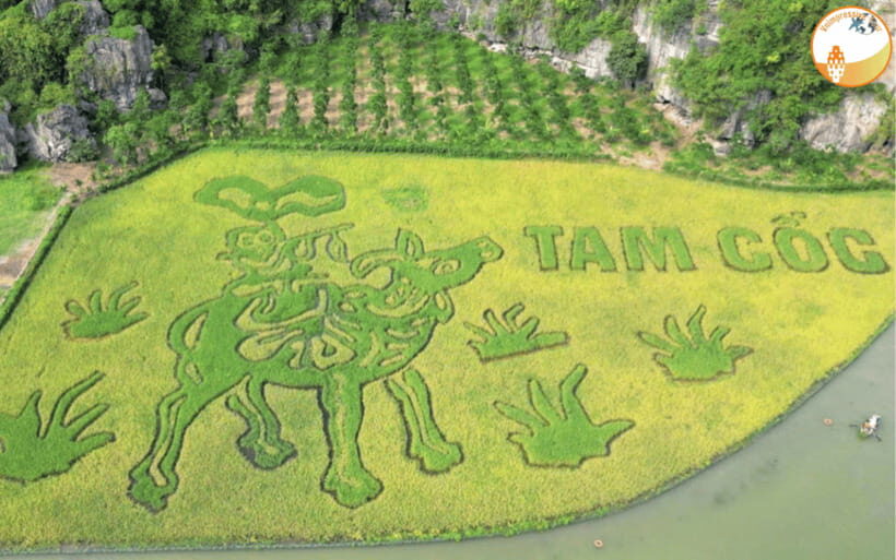 NINH BINH DAY TRIP: HOA LU,MUA CAVES &THUNG NHAM BIRD VALLEY - Key things that make this trip worth your time