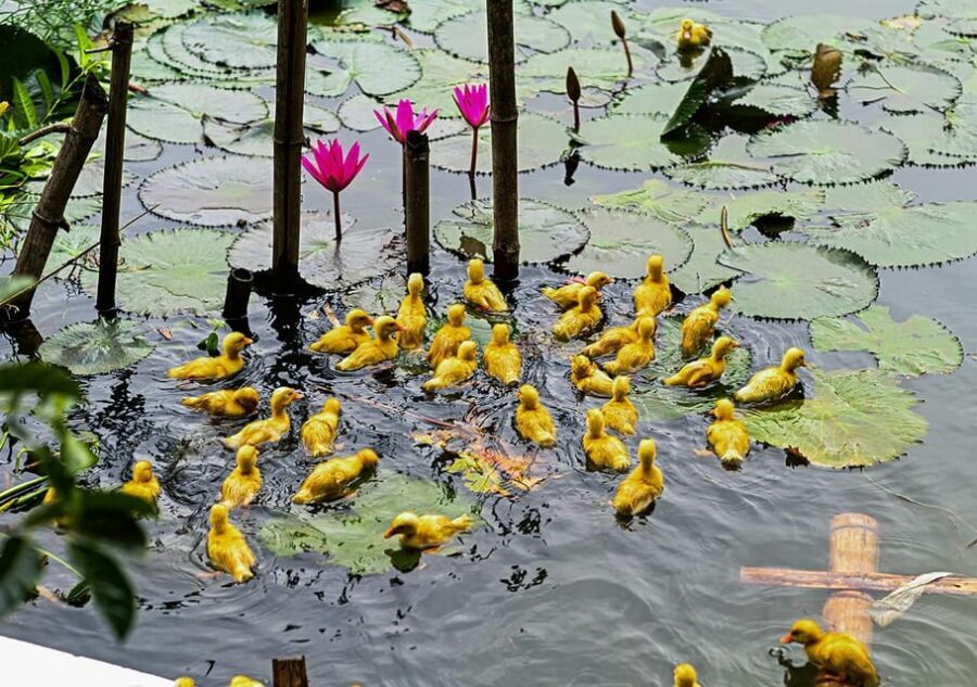 Ninh Binh: Rice planting and fishing by basket tour - Pond Fishing With the Nom Tool: The Hands-On Highlight