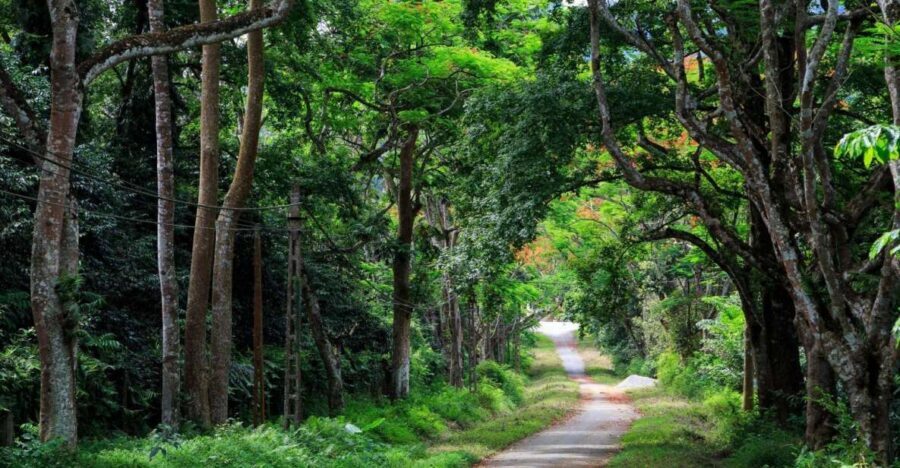 Private Day Tour: Cuc Phuong National Park from Hanoi - Endangered Primate Rescue Center and Langurs: Conservation Up Close