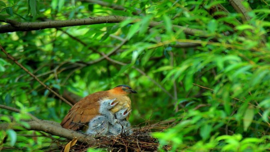 Private Day Tour: Cuc Phuong National Park from Hanoi - The Jungle Hike: Flora, Birds, and How to Actually Enjoy It