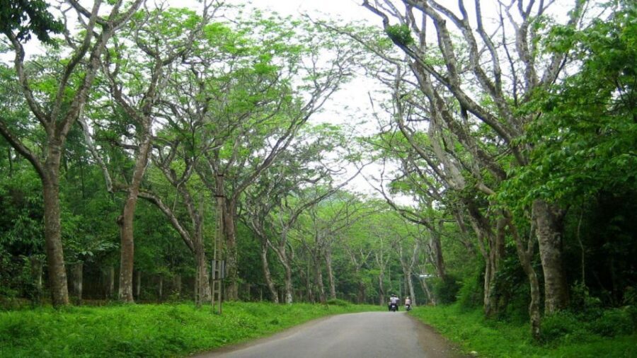Private Day Tour: Cuc Phuong National Park from Hanoi - Scenic Stops and Sightseeing: Walking, Break Time, and a Cave Mention