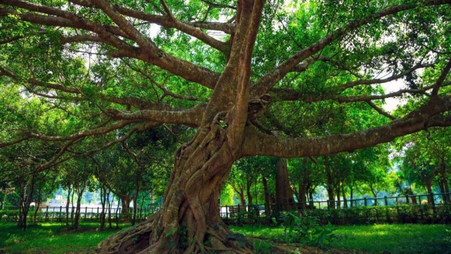 Private Day Tour: Cuc Phuong National Park from Hanoi - Guide Quality Can Change Everything (So Get Your Money’s Worth)