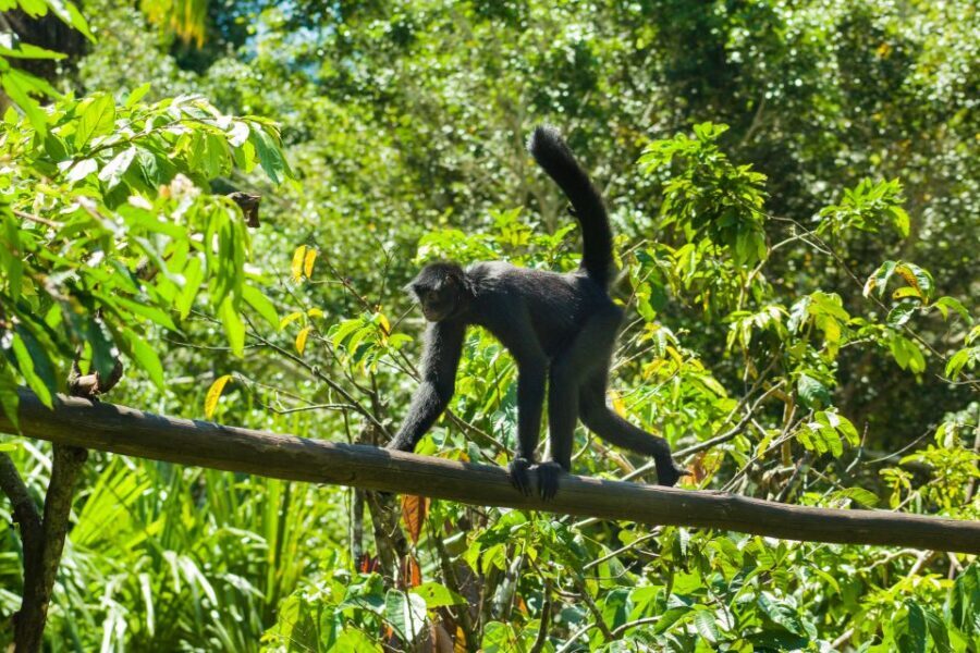 Private Day Tour: Cuc Phuong National Park from Hanoi - The Private Ride From Hanoi: Timing, Comfort, and the Long Day Feel